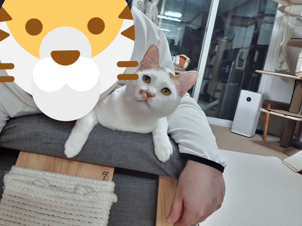 고양이가 얼굴을 물어요? 정말요?