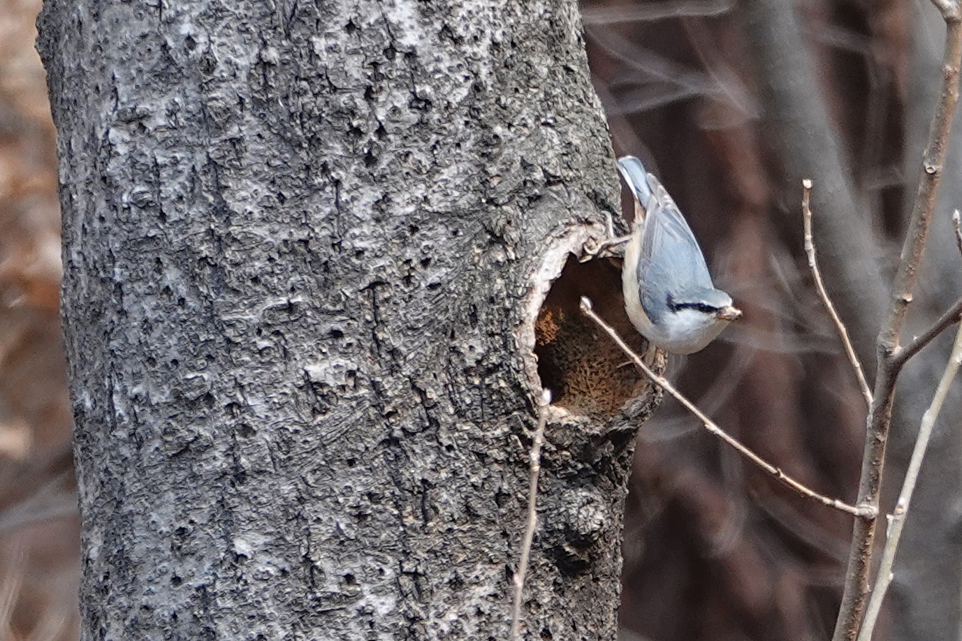  [동고비과] 동고비(nuthatch) 둥지 짓기