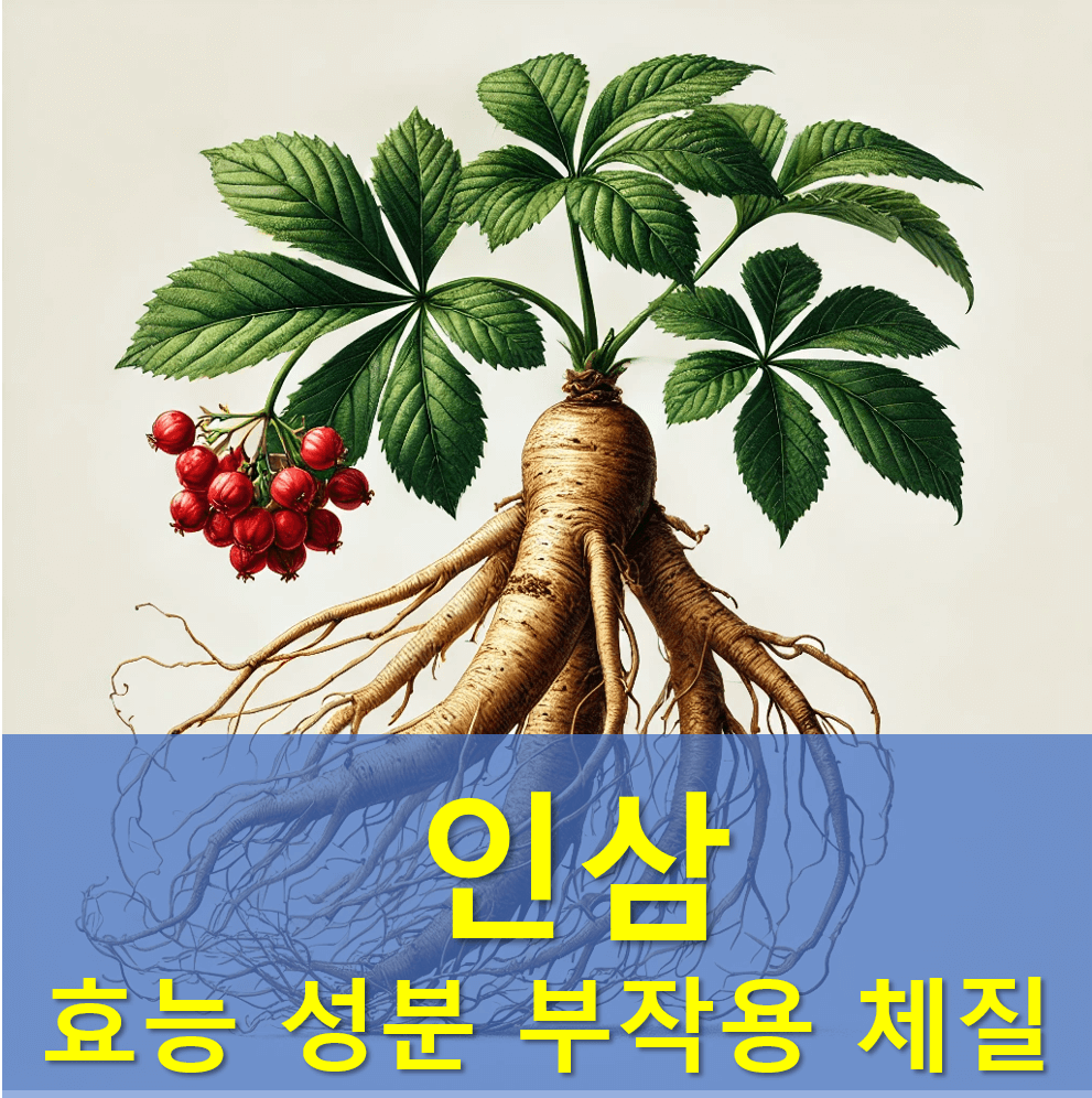 인삼효능