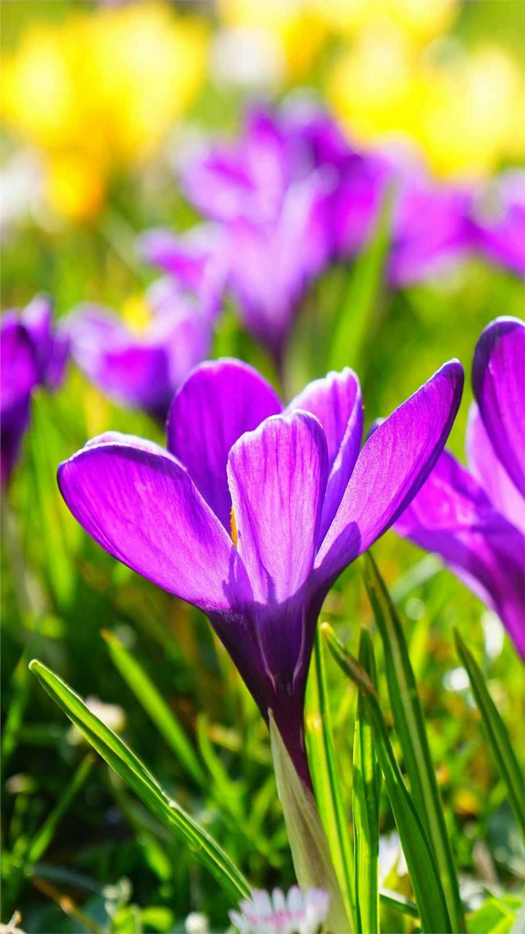 Crocus Flower iPhone Wallpaper