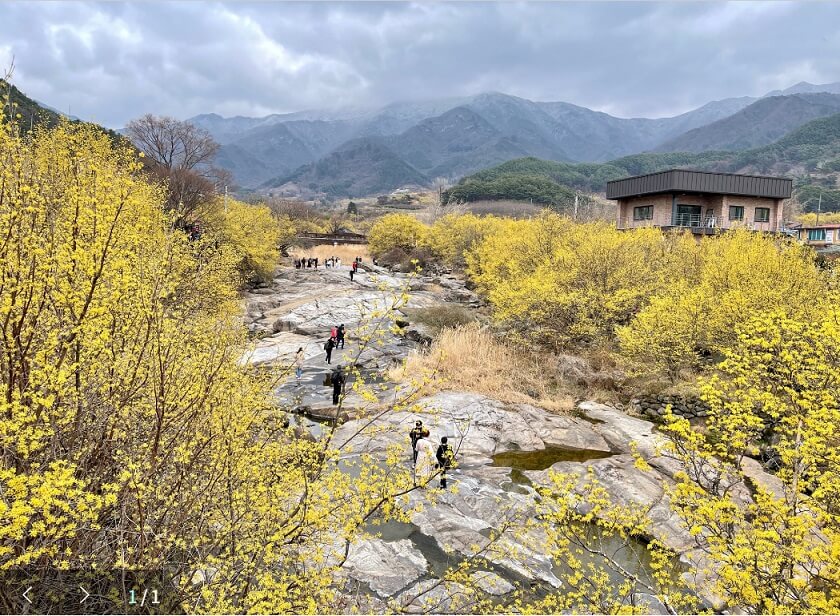 구례산수유꽃축제-반곡마을-2022-03-20