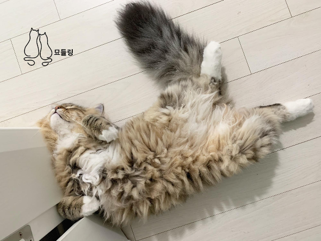 고양이의 여름나기 - 고양이가 더위를 먹은 것 같아요! 어떻게 해야 하나요? 고양이의 여름나기 - 고양이가 더위를 먹은 것 같아요! 어떻게 해야 하나요?