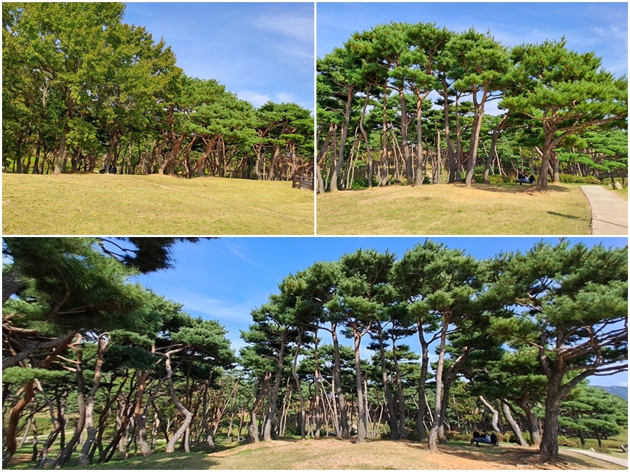 청허정-송림숲
