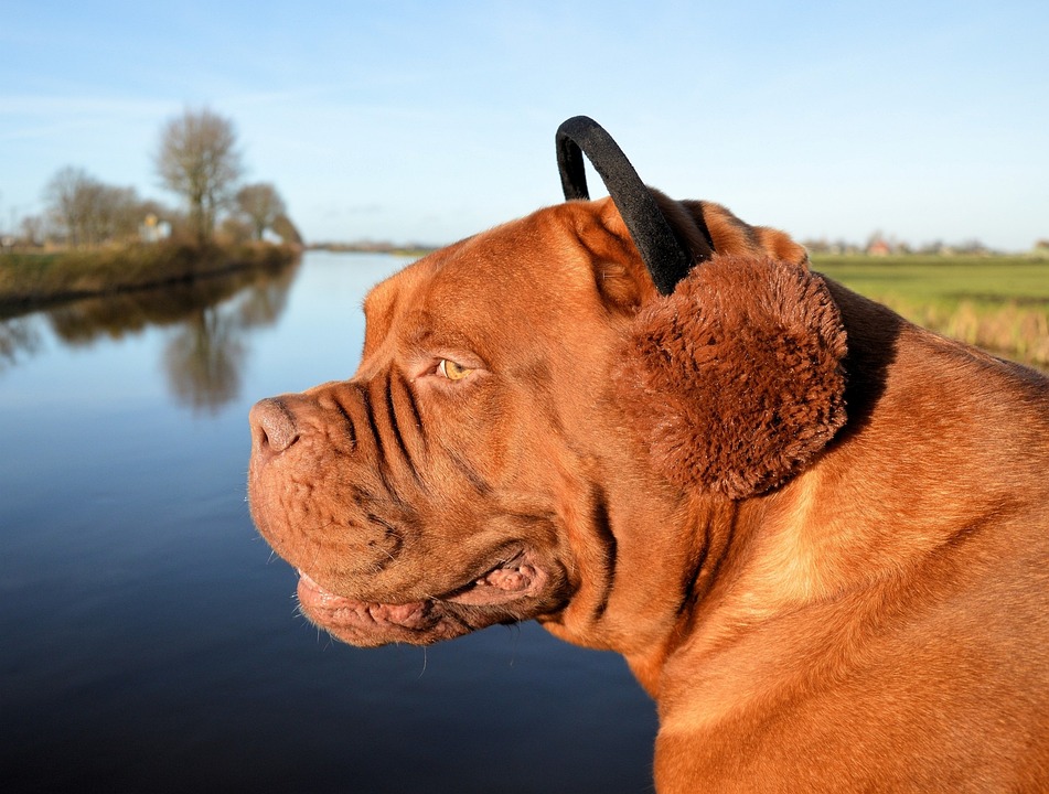 earmuff