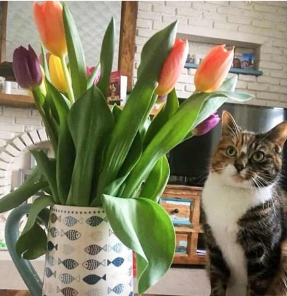 고양이에게 위험한 식물&#44; 안전한 식물