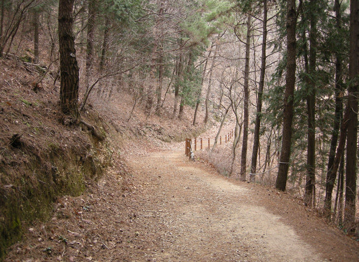 김해 백두산 육형제 소나무 3