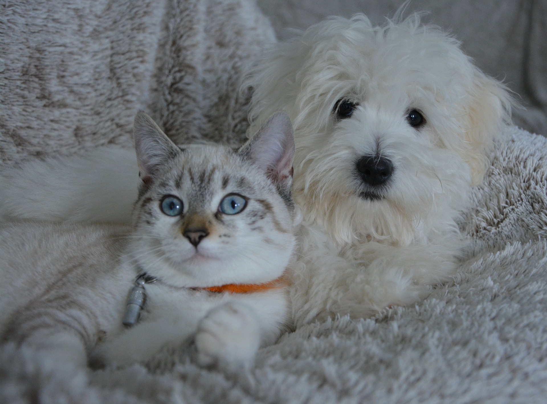 하얀 강아지 와 고양이