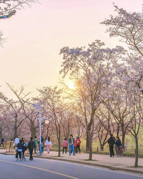 인천대공원 벚꽃축제5