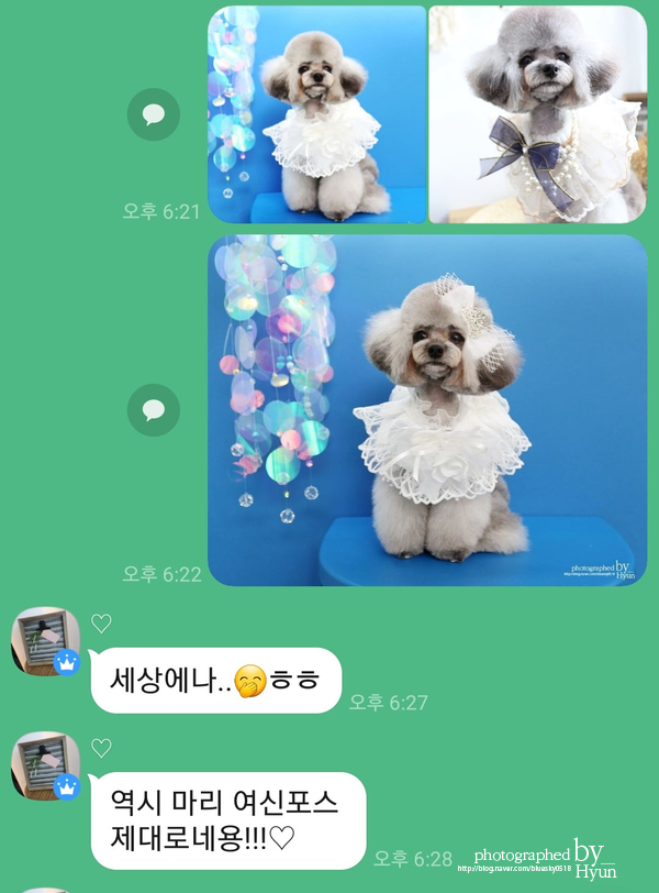 ::모델이 되어도 좋아! 실버푸들 마리 미용 4