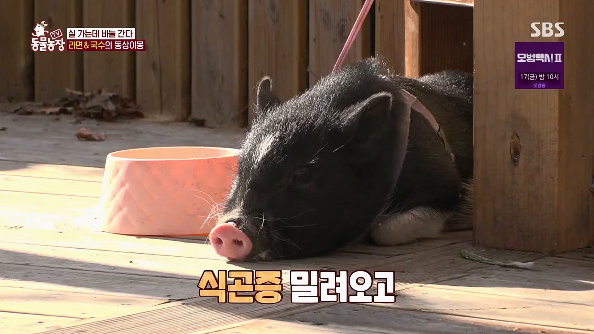 TV 동물농장.E1107.230205p.H264-F1RST.mp4_20230205_173947.231.jpg
