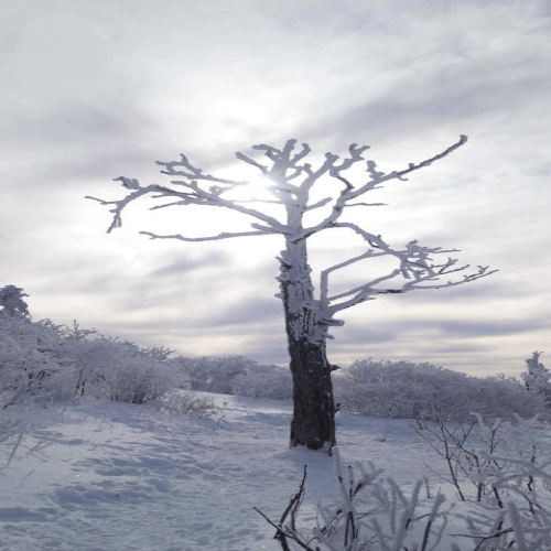 태백산(Taebaeksan)의 하얀 겨울
