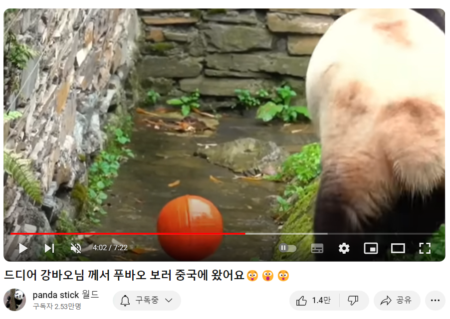 푸바오와 강할부지 만남?! 중국 간 강바오 사육사 동영상, 쌍둥바오 루이,후이 생일파티 인형, 굿즈