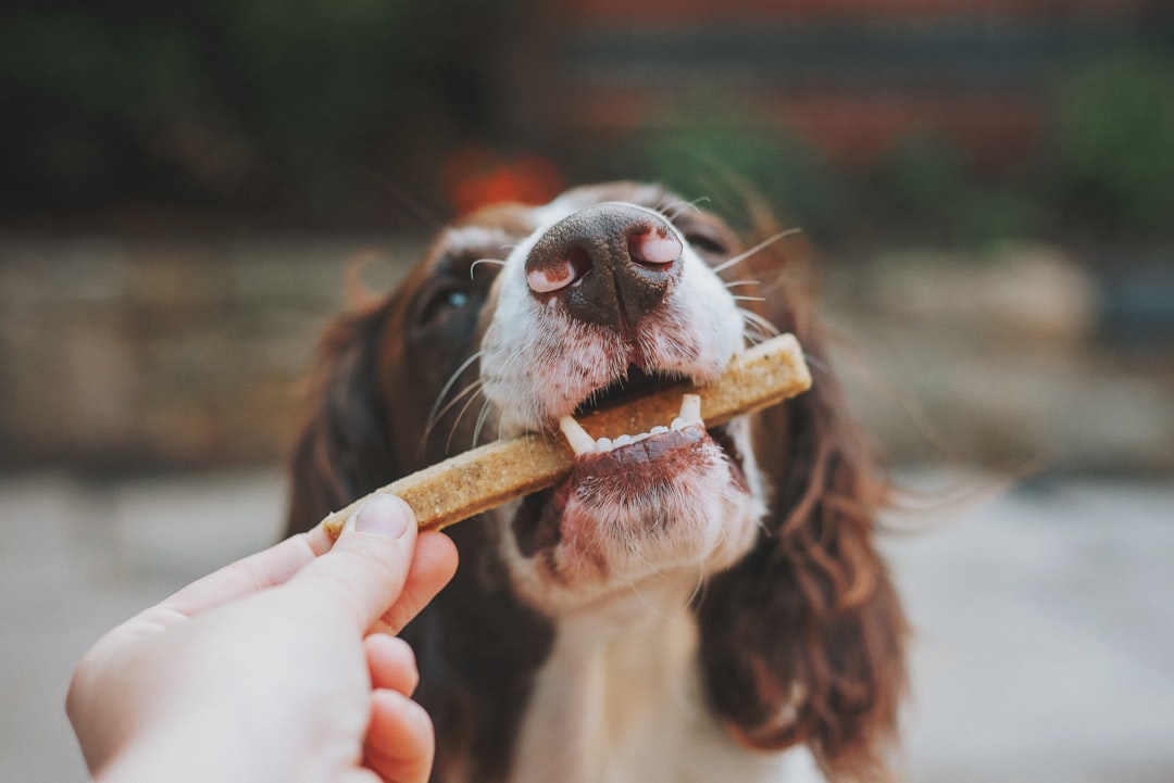 Dog treat.