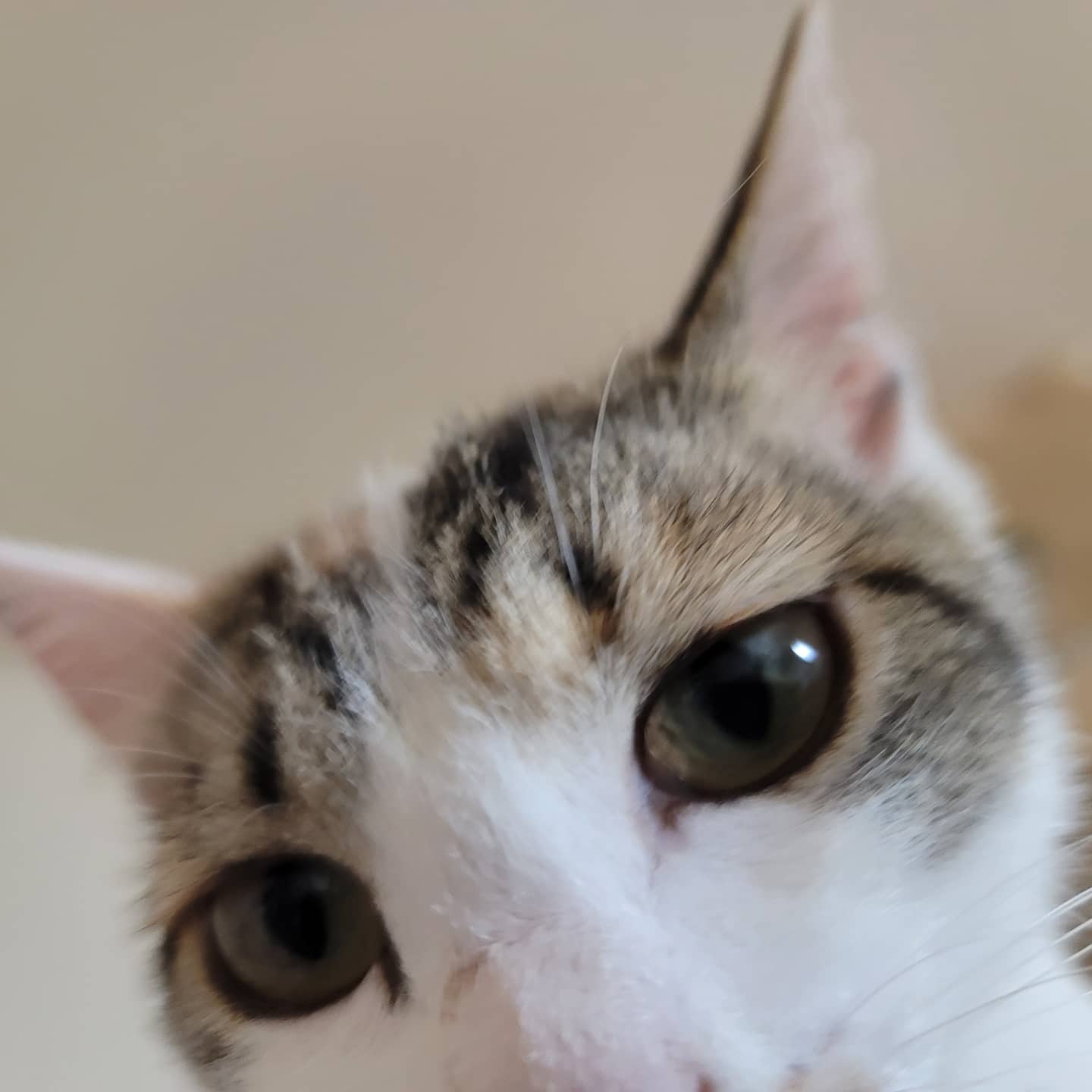  추천 고양이 화장실