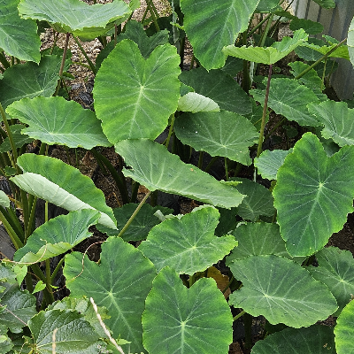 토란