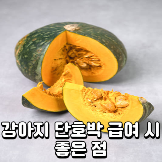 강아지 단호박
강아지 단호박 효능
반려견 단호박
반려동물 단호박