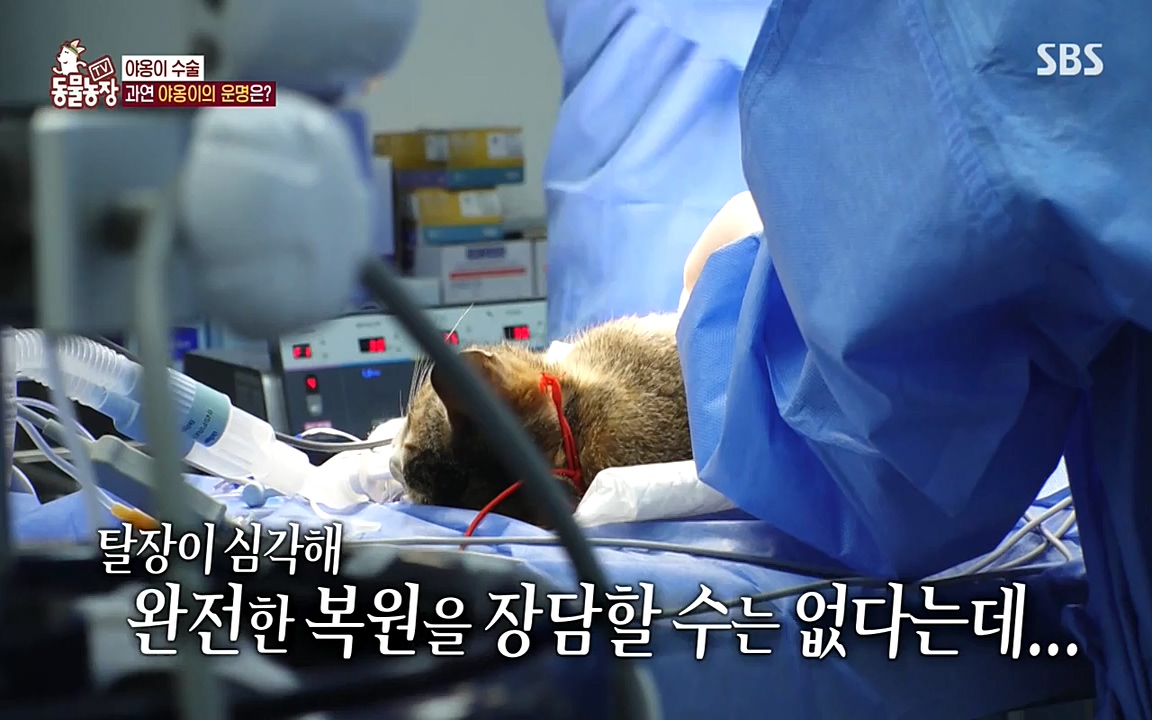 TV 동물농장.E1071.220530p-NEXT.mp4_20220529_174723.464.jpg
