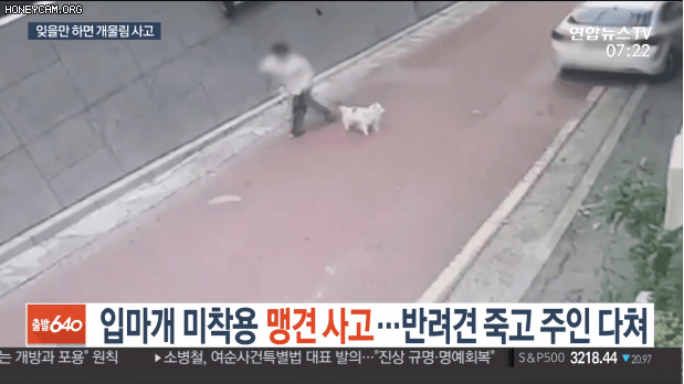  (혐주의) 스피츠 물어서 죽인 '로트와일러' 사건 (움짤 및 3년전 영상)