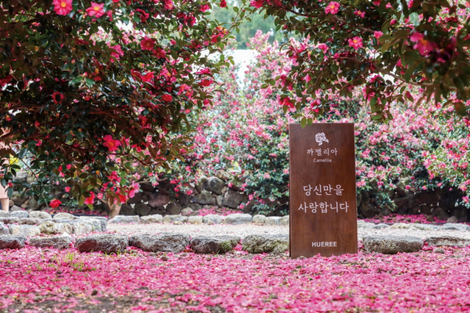 제주 동백축제