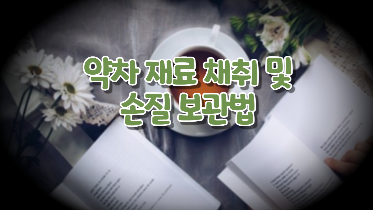  약차 재료 채취 및 손질 보관법