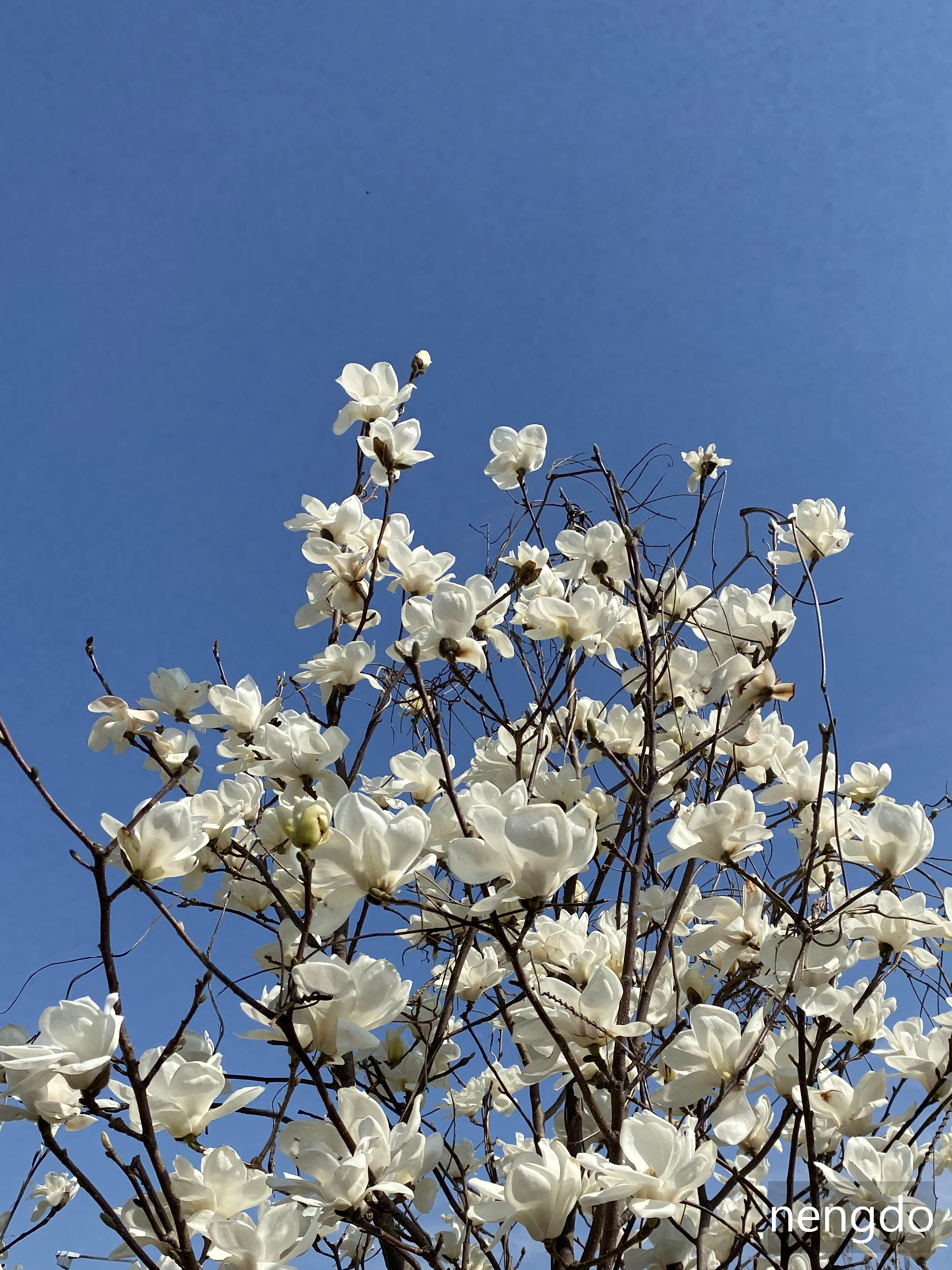 경상남도 숨은 명소 김해, 목련산림리뷰 1