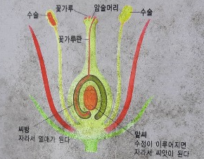  야생화와 곤충의 사랑