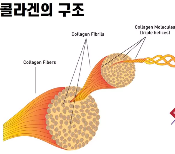 저분자-콜라겐-펩타이드-효능-및-부작용-건강