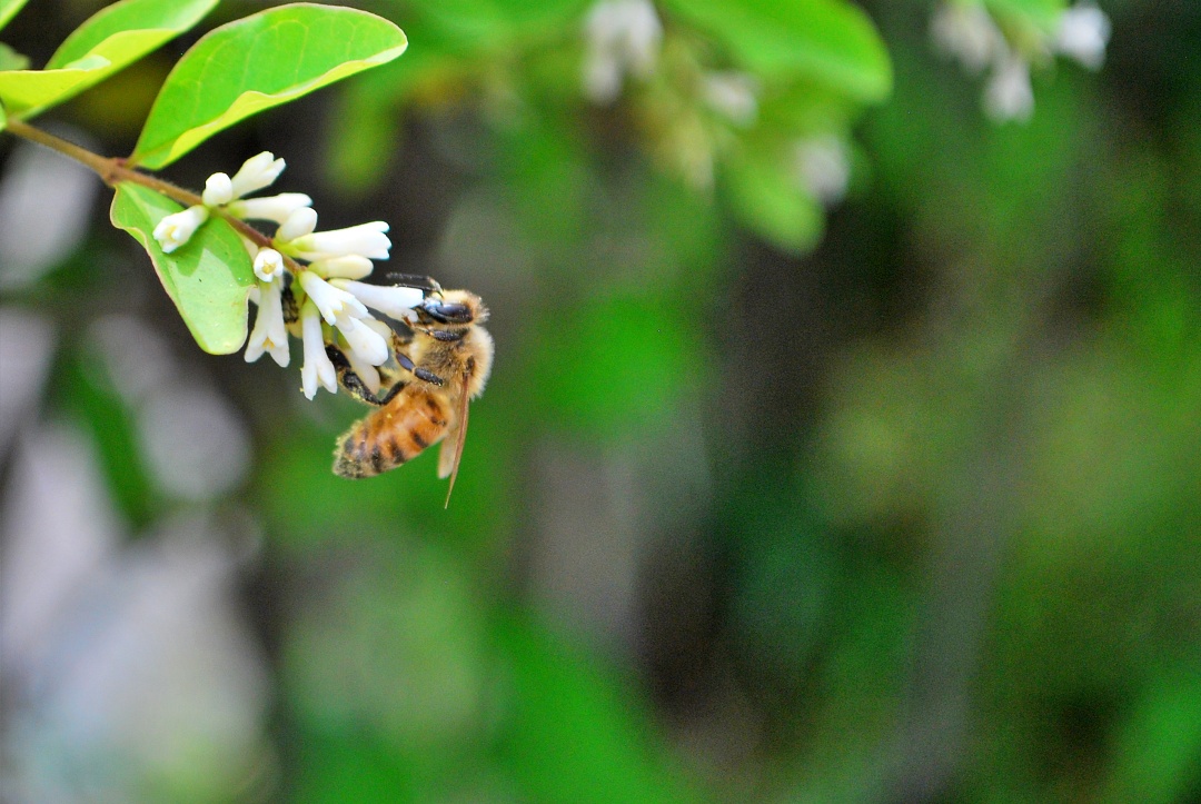 꿀벌의 모습