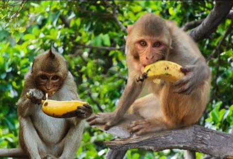 과일 먹는 원숭이