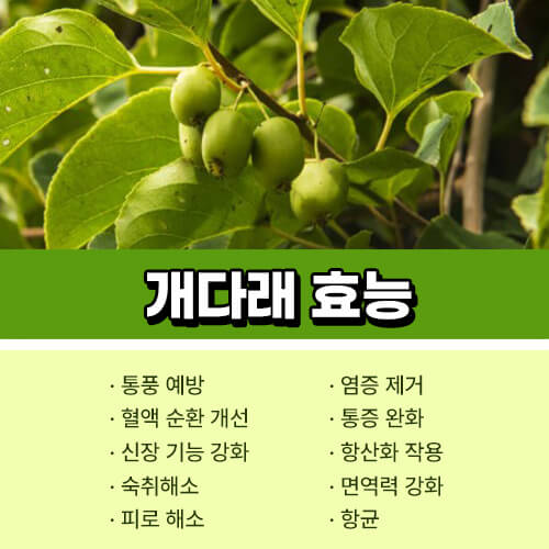 개다래 효능