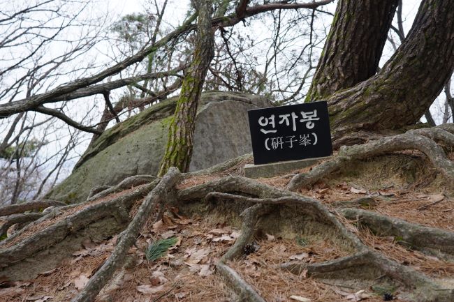 나무 등걸에 놓은 연자봉 안내문&#44; 검은 바탕에 흰글씨&#44; 한자 겸용&#44; 뒤로는 큰 바위&#44;