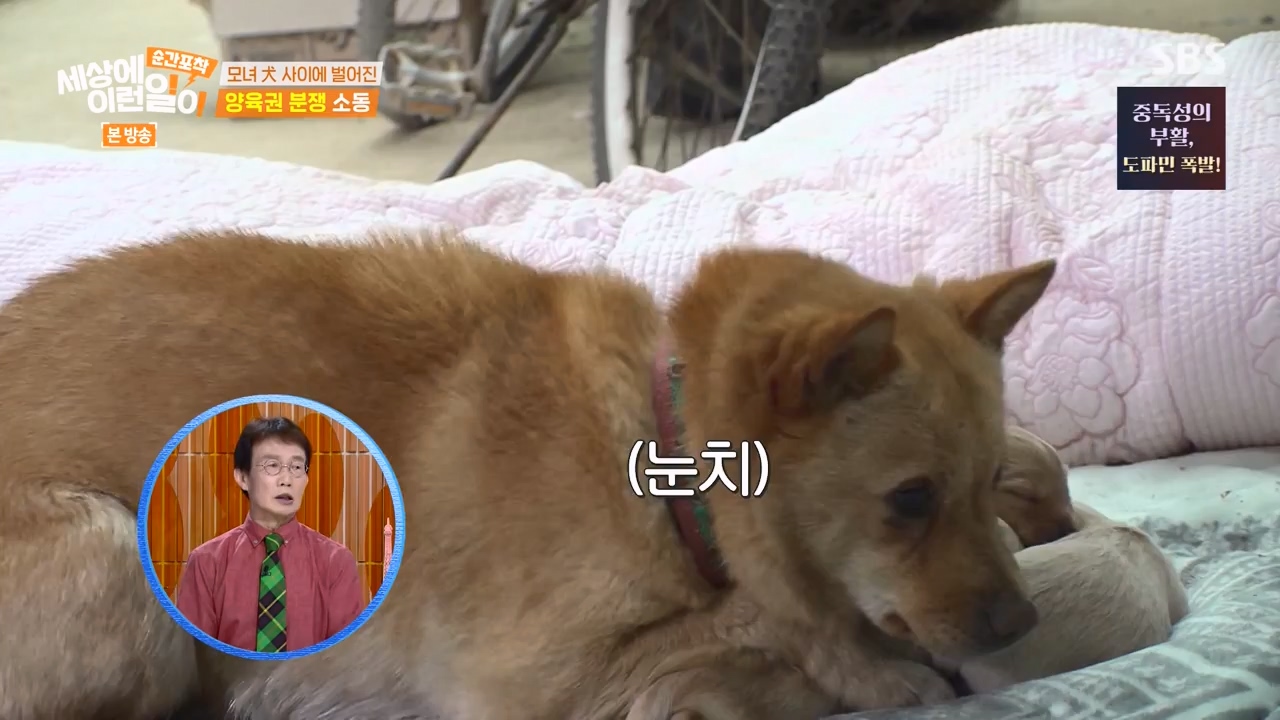 순간포착 세상에 이런일이.E1269.240317p-NEXT.mp4_20240317_163605.554.jpg