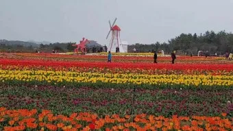 신안 임자도 튤립축제 기간 입장료 가볼만한 곳 총정리_19
