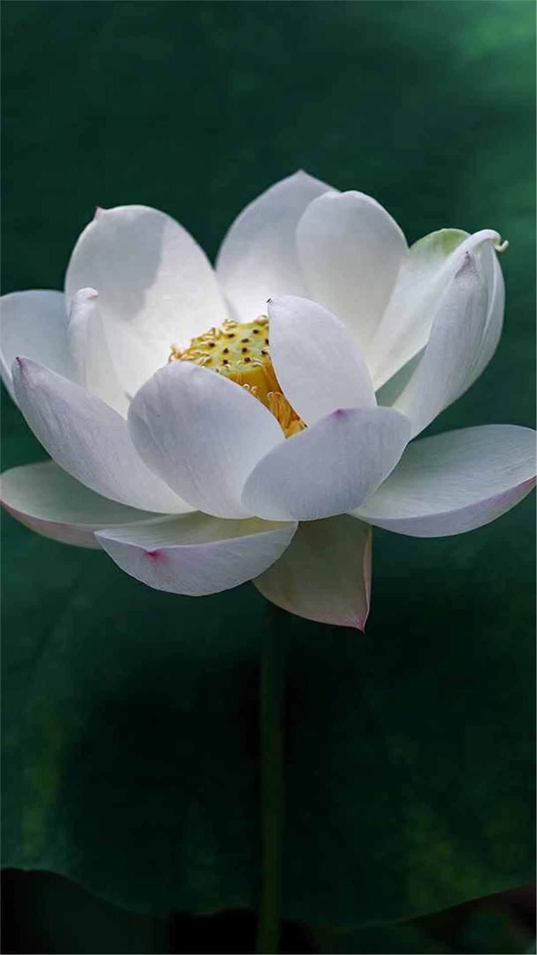 Lotus Flower iPhone Wallpaper