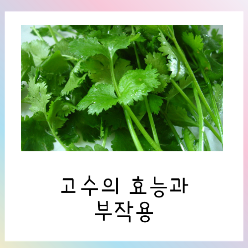  고수의 효능과 부작용 총 정리