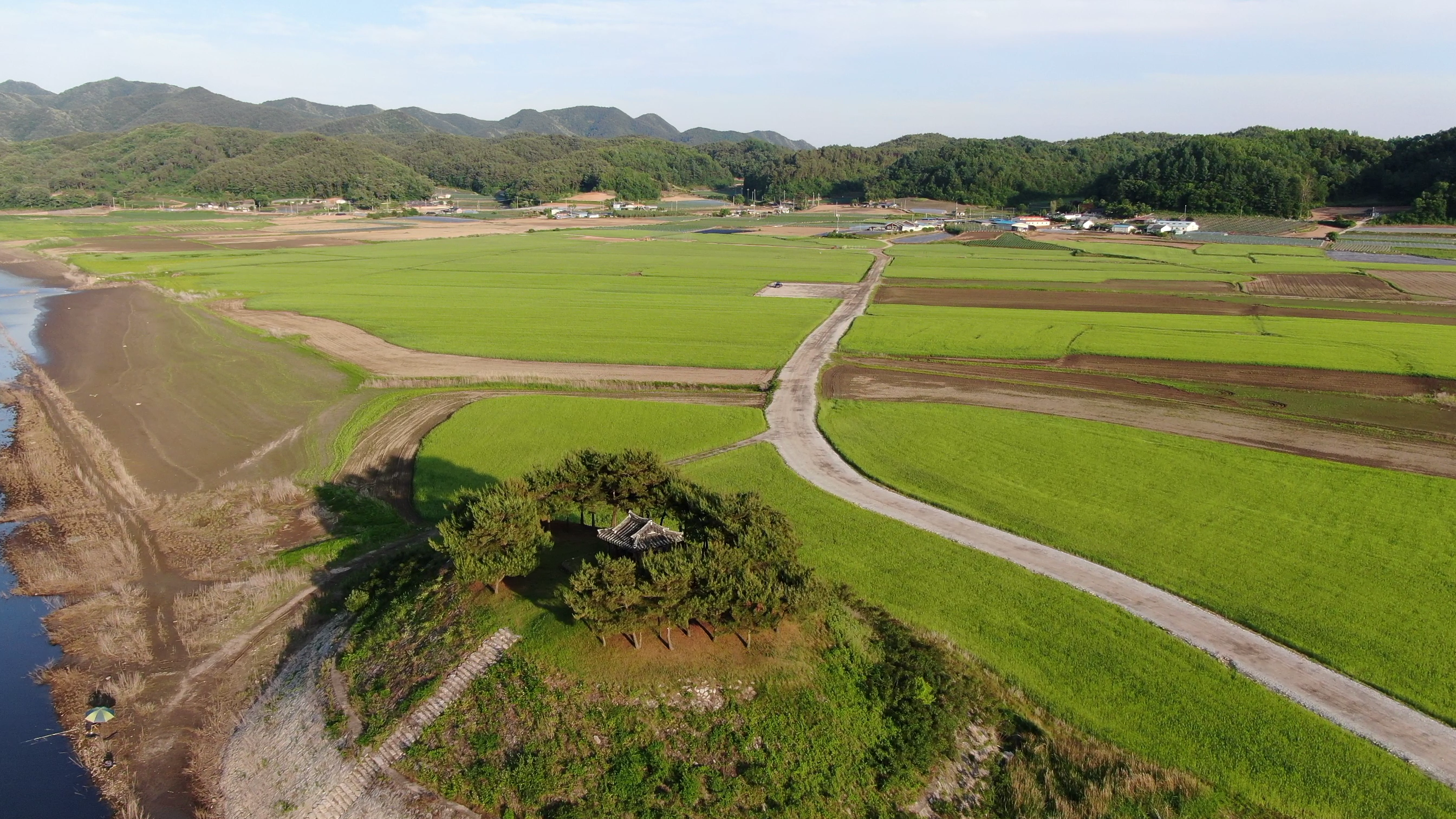  안동 도산서원 앞 청보리축제(2019.06.01~06.09)