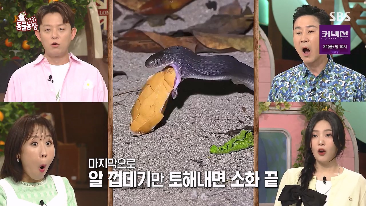 TV 동물농장.E1172.240520p-NEXT.mp4_20240519_162343.726.jpg