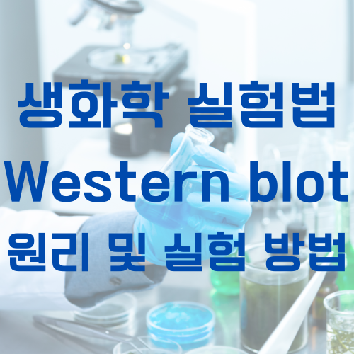 Western blot 대표 사진