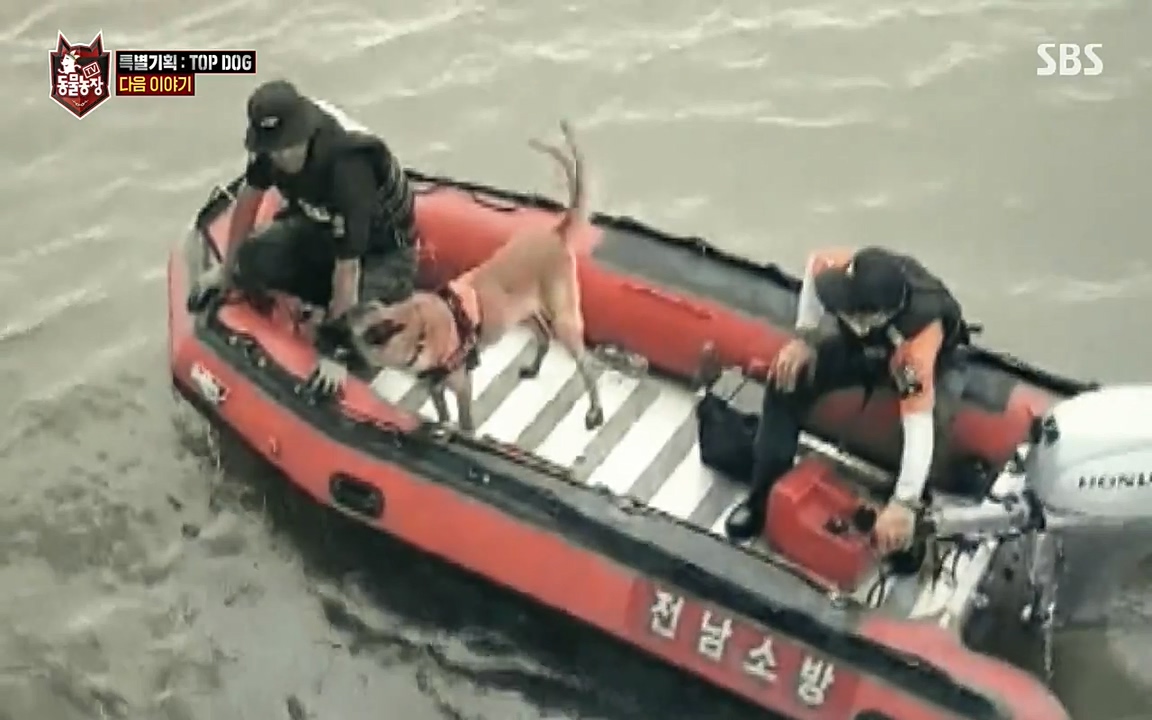 TV 동물농장.E1085.220905p-NEXT.mp4_20220904_173329.129.jpg