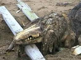  귀여운 SCP - 682 죽일 수 없는 파충류