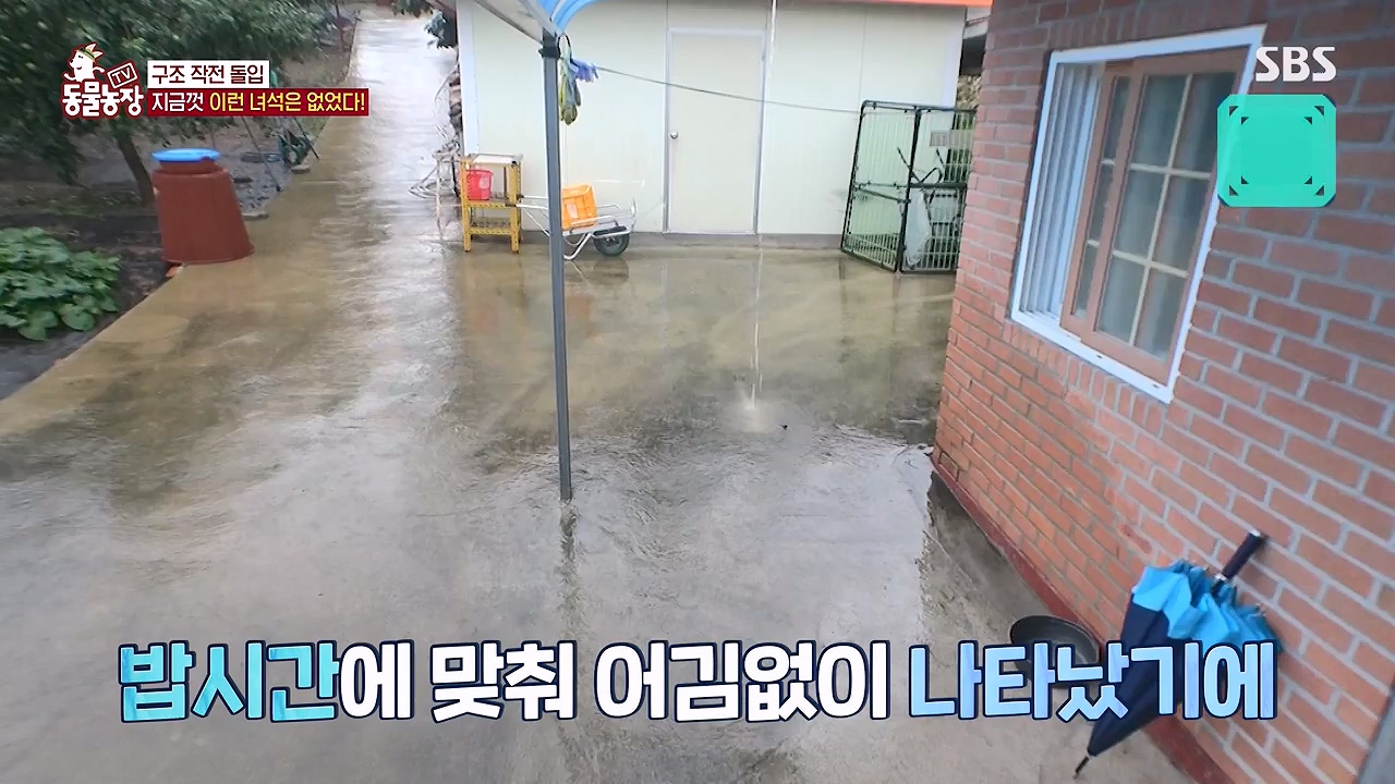 TV 동물농장.E1138.230918p-NEXT.mp4_20230917_174250.522.jpg