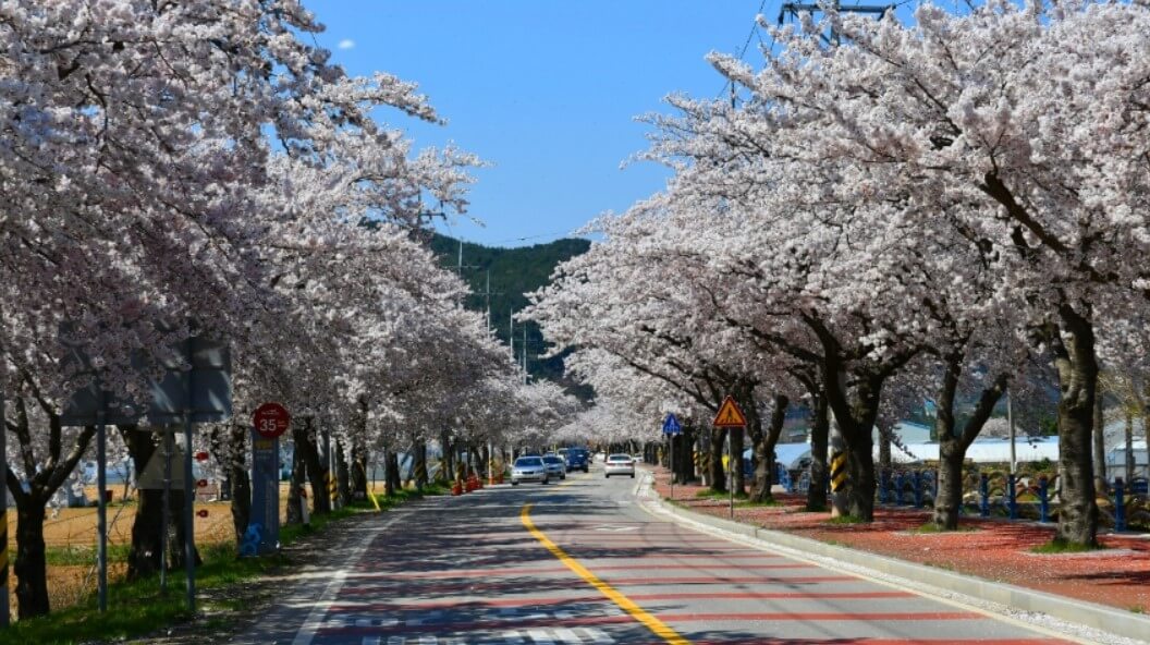 맹방 벚꽃길