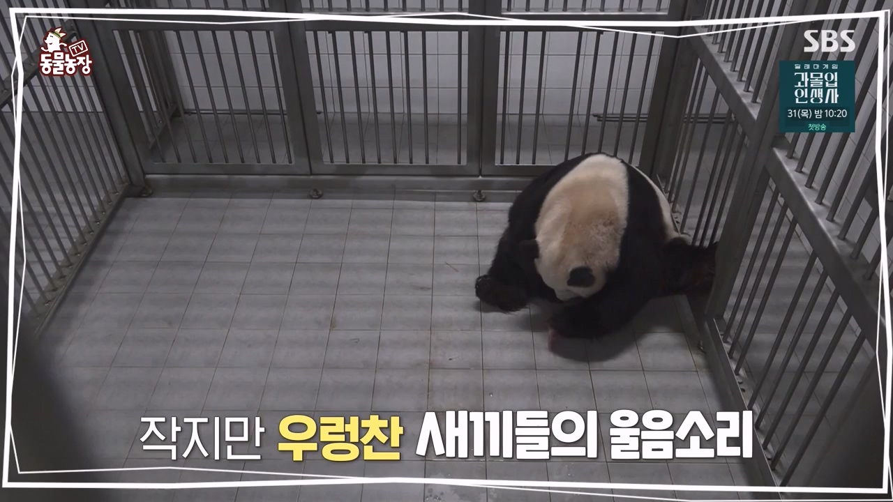 TV 동물농장.E1134.230821p-NEXT.mp4_20230820_193342.985.jpg