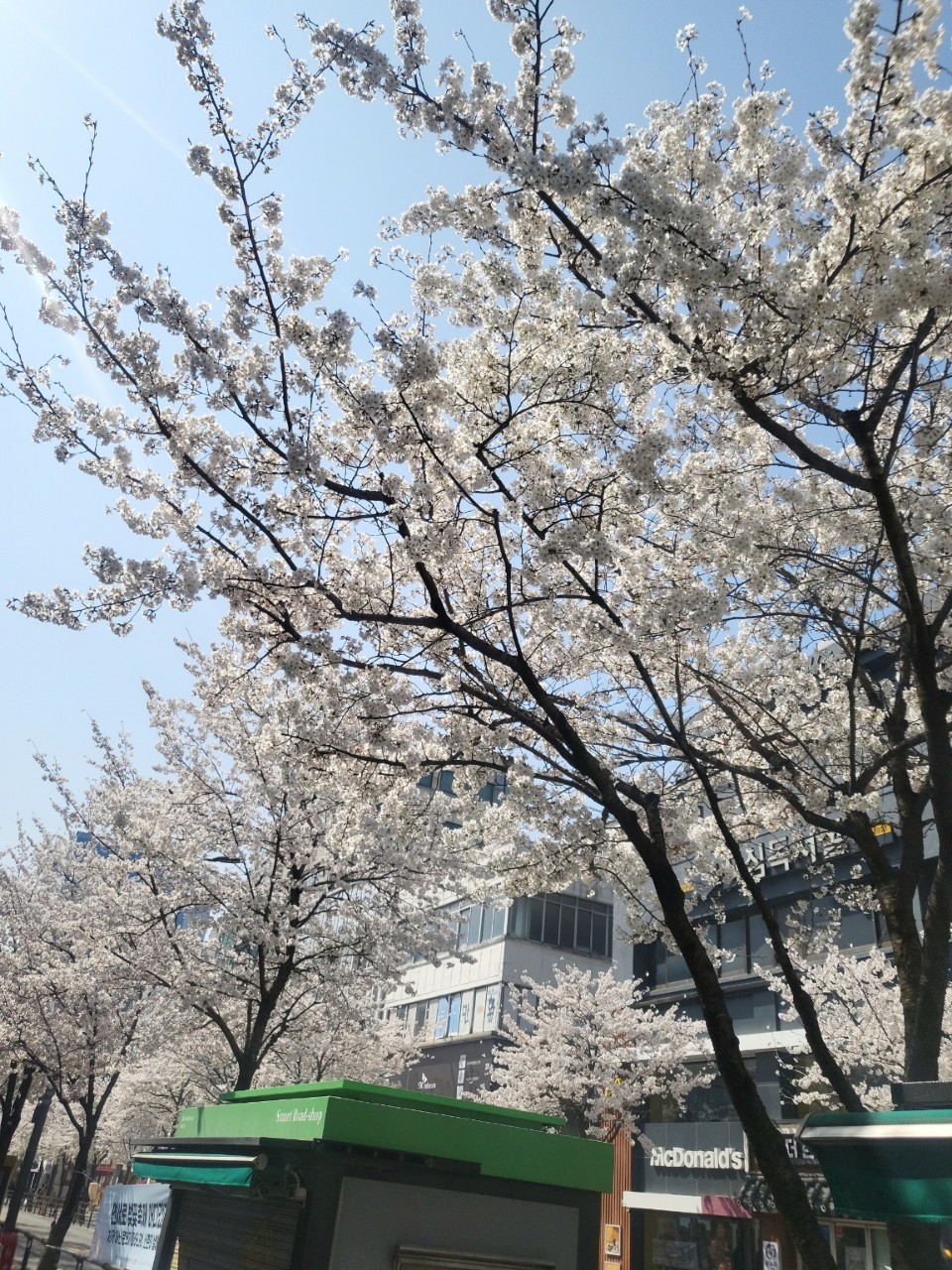  서울 인근 주말 가족 나들이 명소 추천 (Feat. 벚꽃)