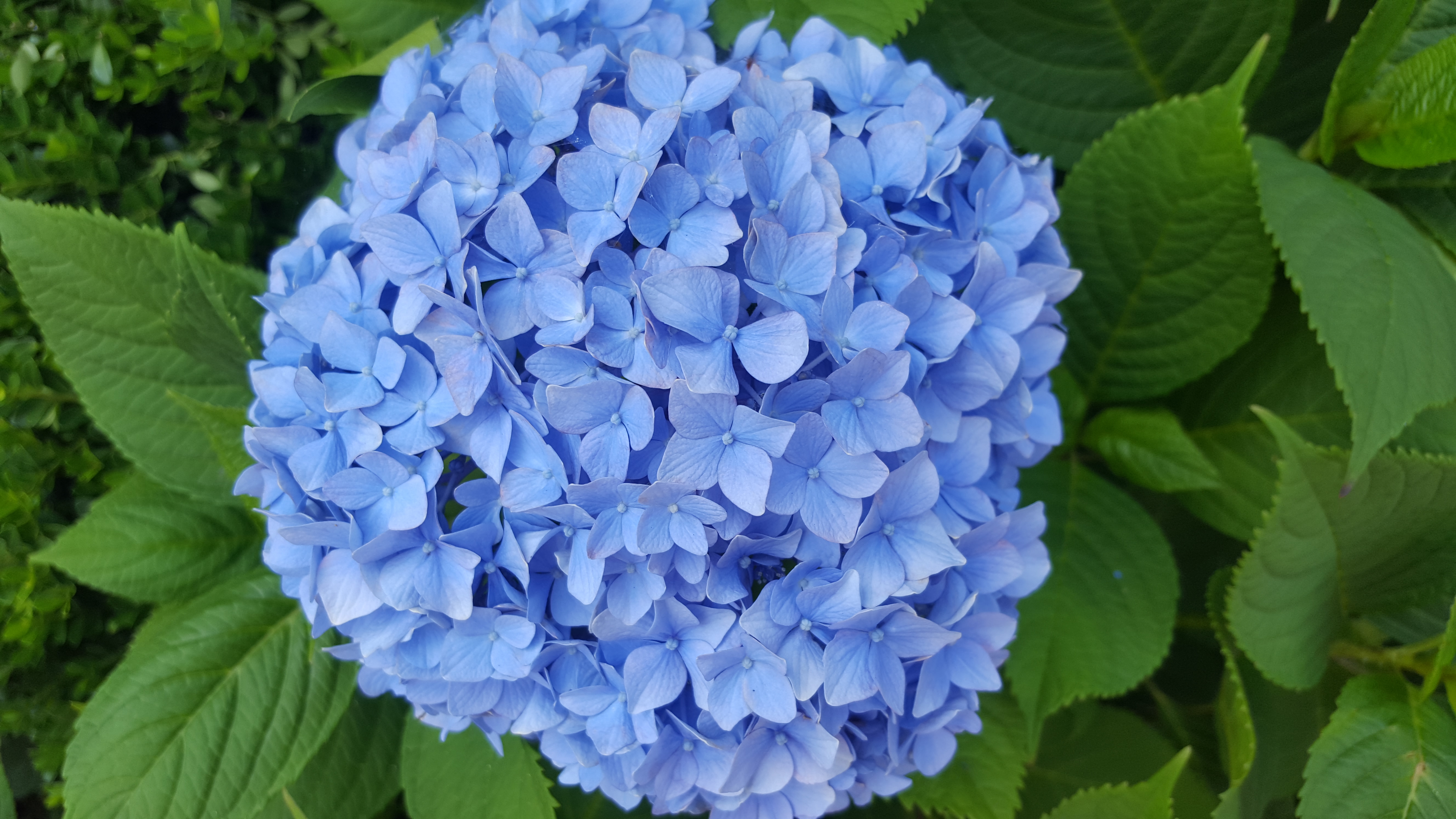 블루수국꽃