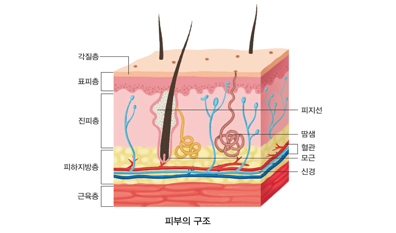 피부 구조와 기능 표피 진피 피하조직 위치 역할_2