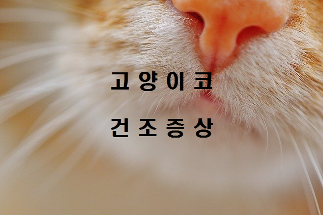  노다지네 잡학다식
