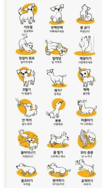 강아지 행동별 특징 의미 강아지 신호 해석 방법_35