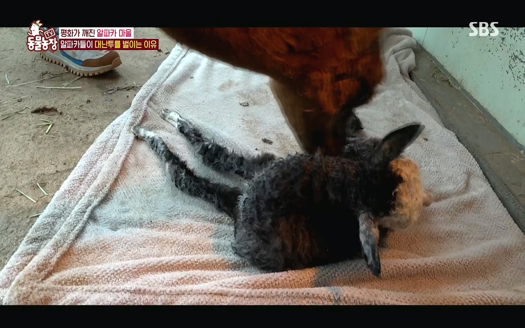 TV 동물농장.E1078.220717p.H264-F1RST.mp4_20220717_151147.587.jpg