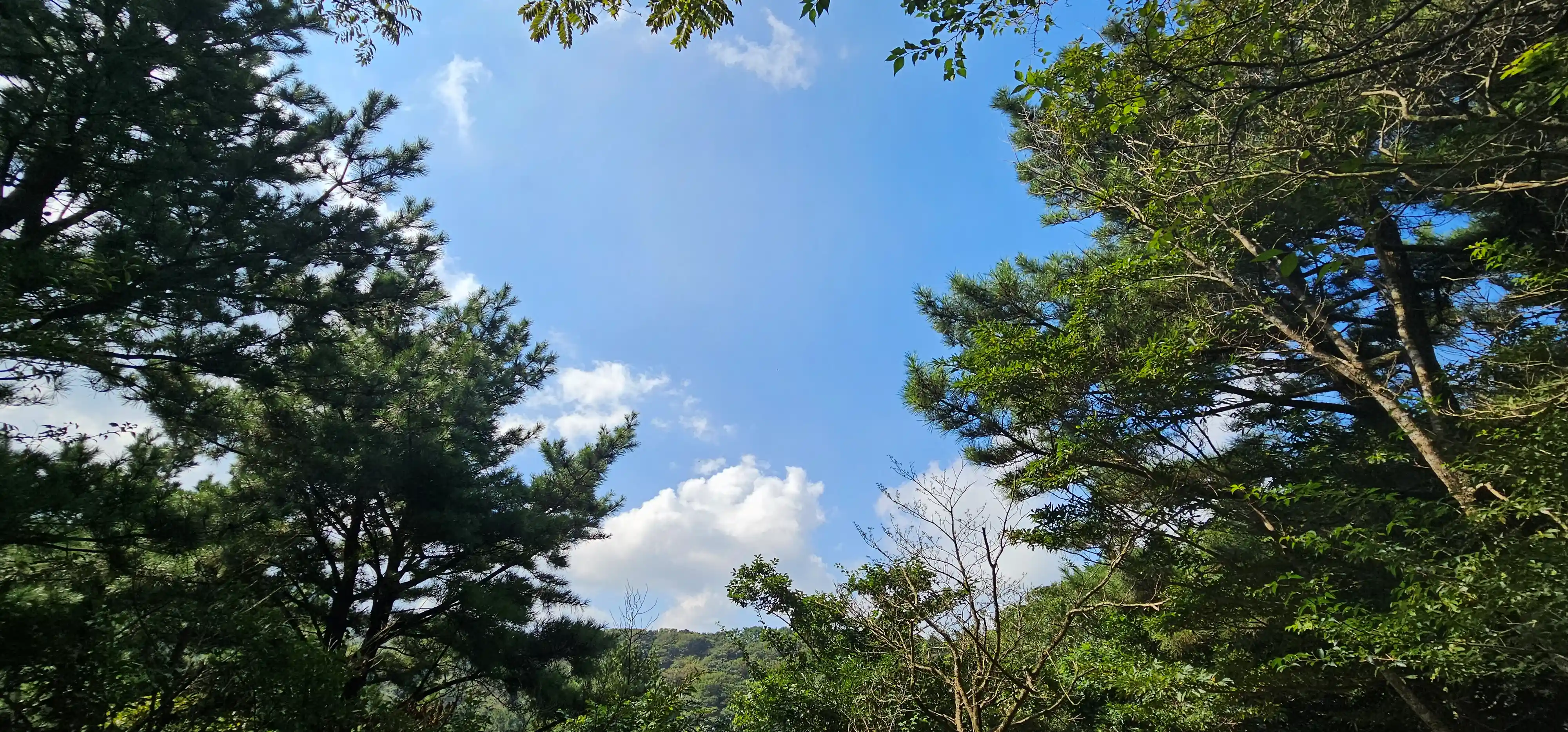 나무 사이로 보이는 청량한 하늘.